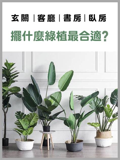 不怕西曬 植物|西曬植物推薦指南：打造室內綠意的避暑祕方 